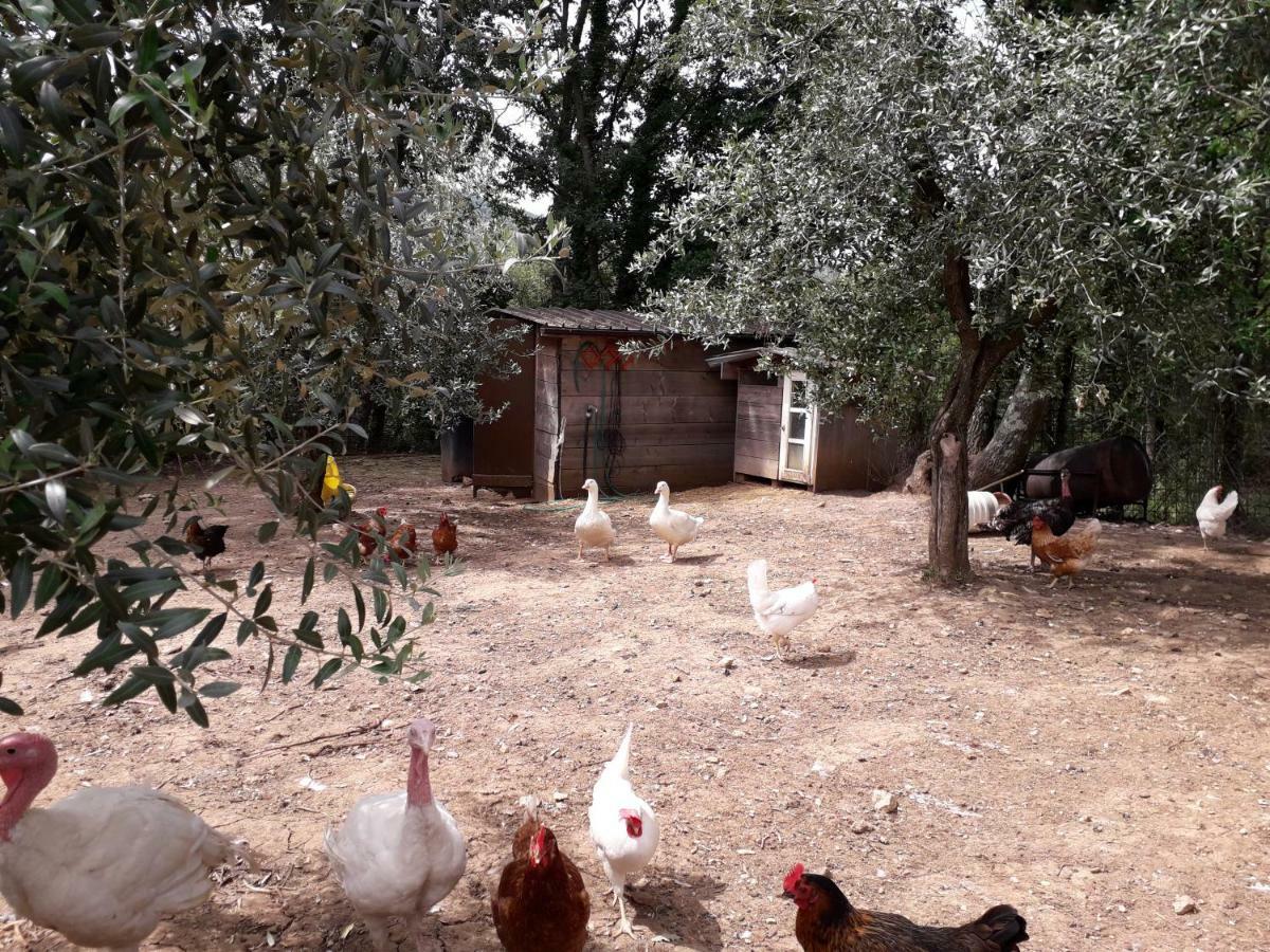 Alle Preci Country House Santa Restituta Exterior foto